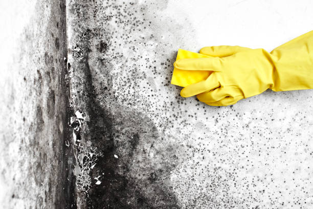 Attic Mold Removal in Tornado, WV