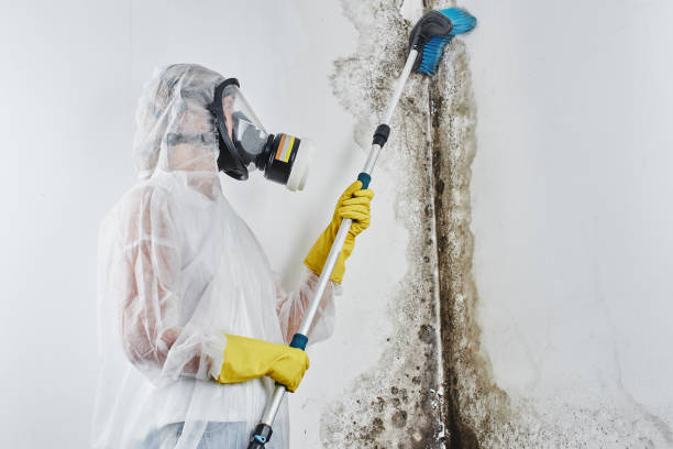 Office Mold Removal Services in Tornado, WV