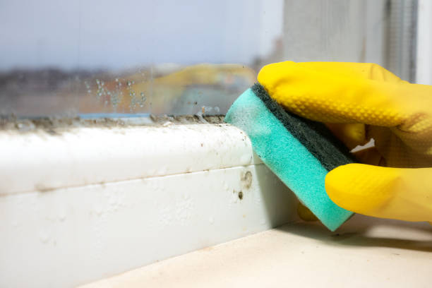Best Office Mold Removal Services  in Tornado, WV