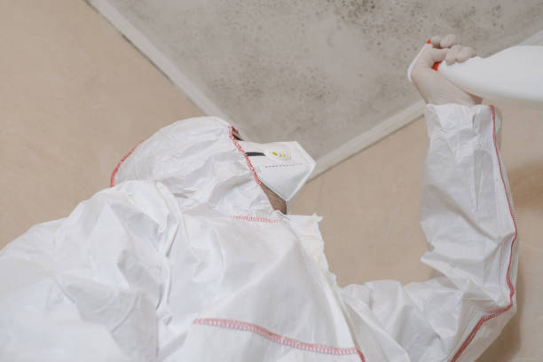 Best Mold Testing and Removal  in Tornado, WV