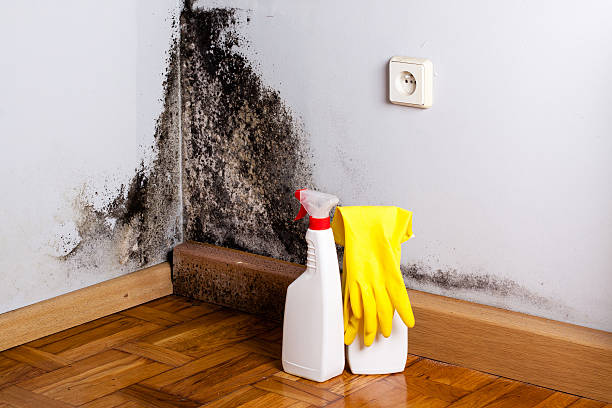 Best Crawl Space Mold Removal  in Tornado, WV