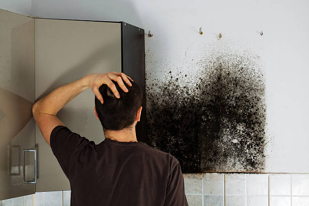 Best Emergency Mold Removal  in Tornado, WV
